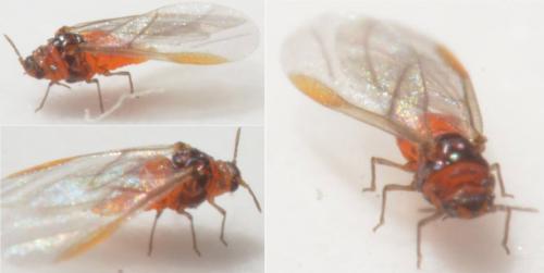 Phylloxera sp.